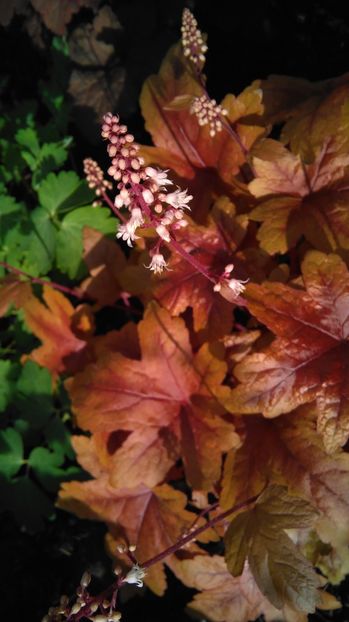 heucherella brass lantern - 2017 heuchera heucherella brunnera