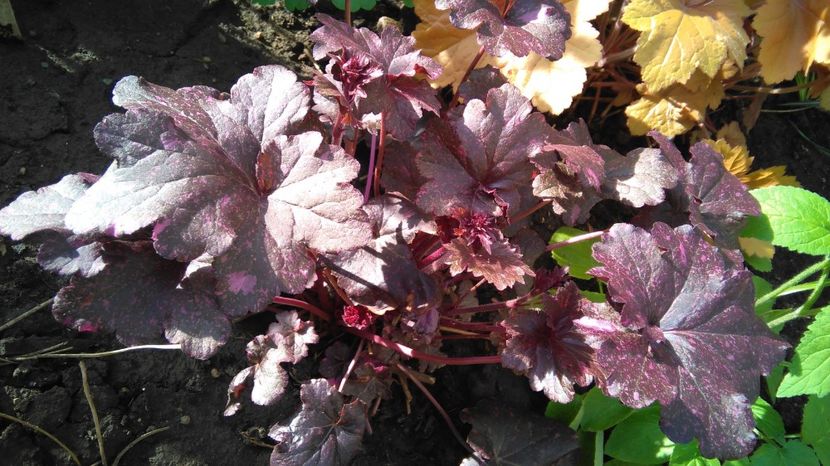 Heuchera ’Midnight Rose’ - 2017 heuchera heucherella brunnera