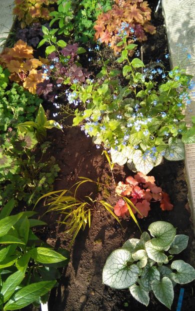  - 2017 heuchera heucherella brunnera