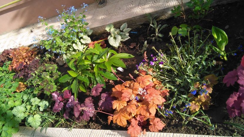 redstone falls - 2017 heuchera heucherella brunnera