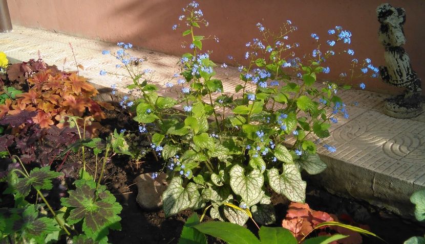  - 2017 heuchera heucherella brunnera