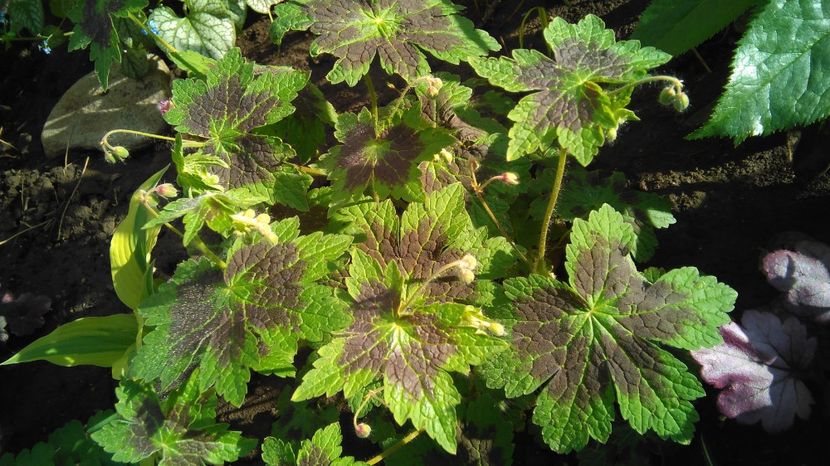 Geranium phaeum Samobor - 2017 plantele mele