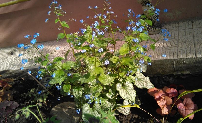  - 2017 heuchera heucherella brunnera