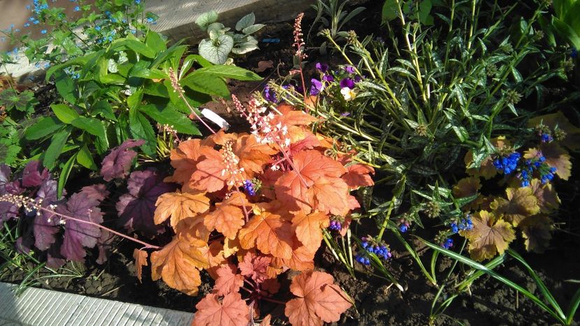 redstone falls+delta dawn - 2017 heuchera heucherella brunnera
