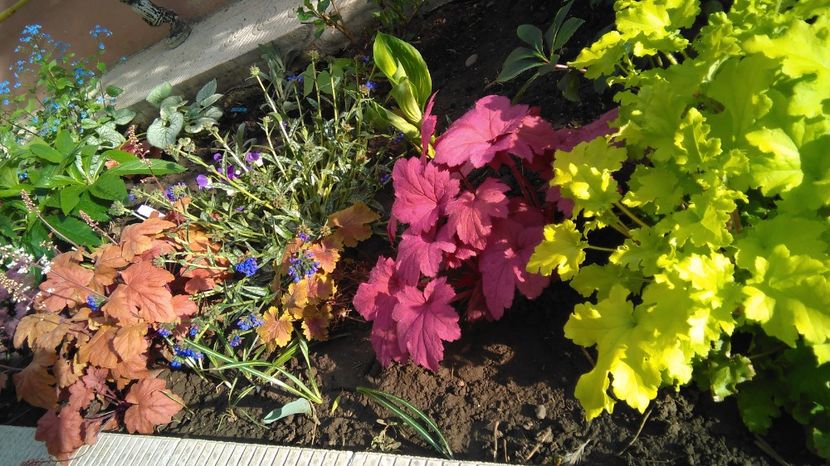 redstone falls+delta dawn+Georgia_Plum+ lime marmelade - 2017 heuchera heucherella brunnera