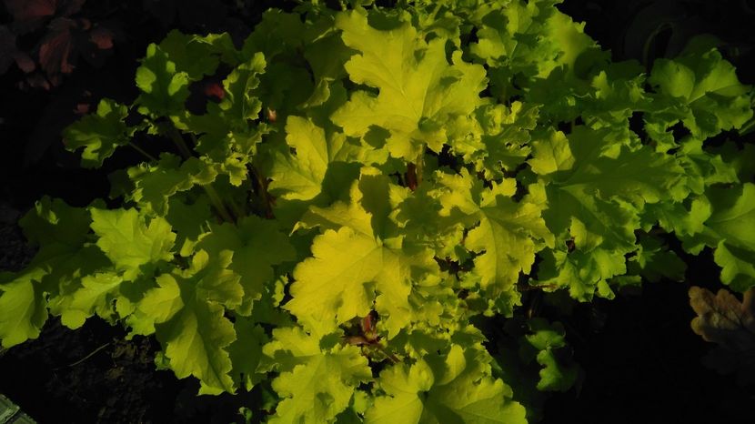 heuchera lime marmelade - 2017 heuchera heucherella brunnera