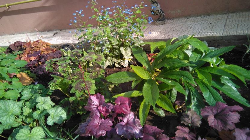 Geranium phaeum Samobor - 2017 geranium