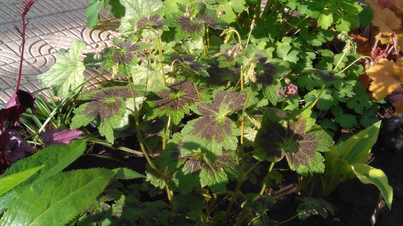 Geranium phaeum Samobor - 2017 geranium