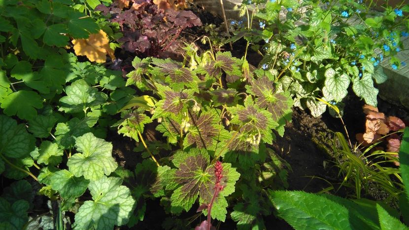 Geranium phaeum Samobor - 2017 geranium