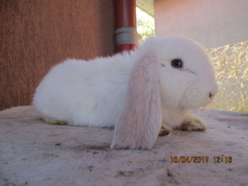 masc. Frosty prod. proprie !!! - X ARHIVA IEPURI CE AM AVUT