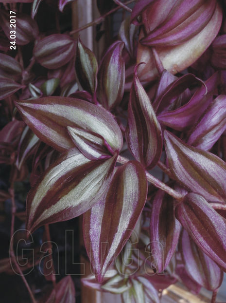 Tradescantia Zebrina Purpussi - Zebrina Purpussi