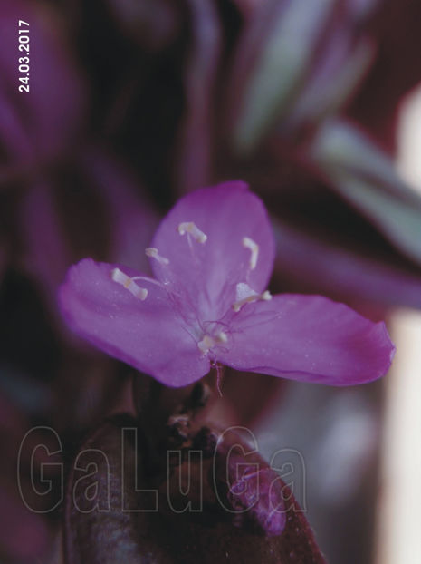 Tradescantia Zebrina Purpussi - Zebrina Purpussi