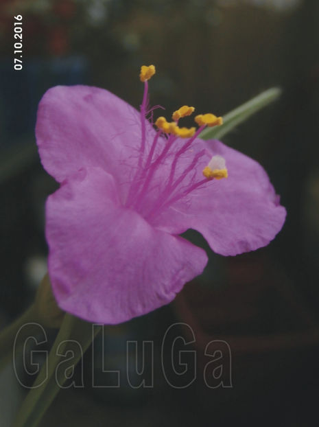 Tradescantia Swifttale - Swifttale