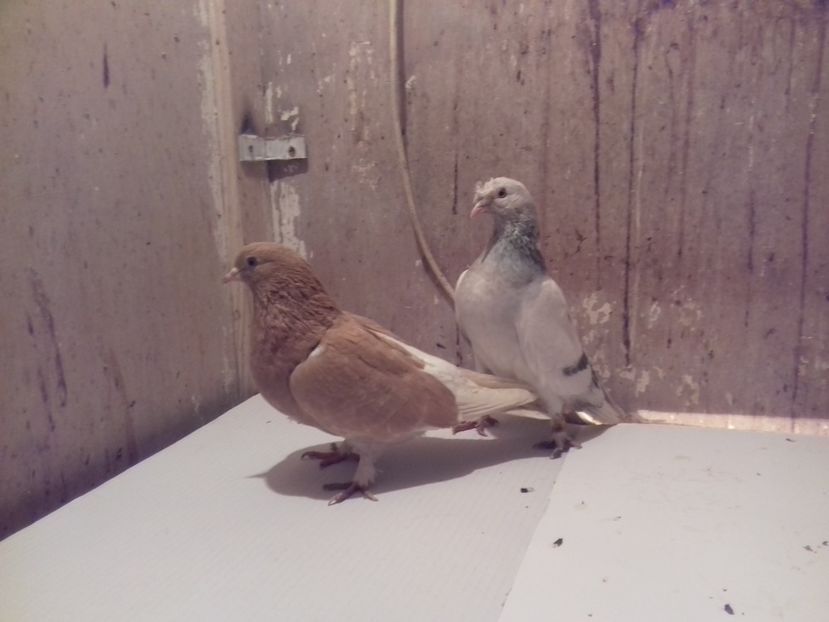 Pereche-10-VANDUTI - AAABBC_DE VANZARE-PORUMBEI