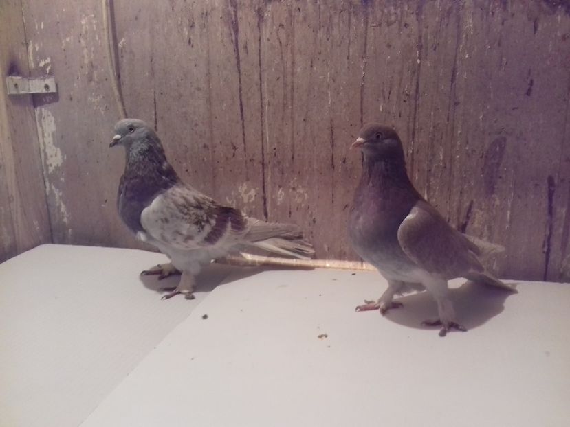 pereche-10 - AAABBC_DE VANZARE-PORUMBEI