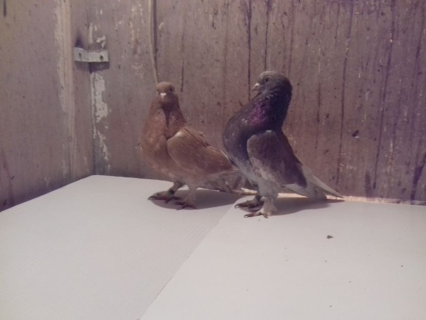  - AAABBC_DE VANZARE-PORUMBEI