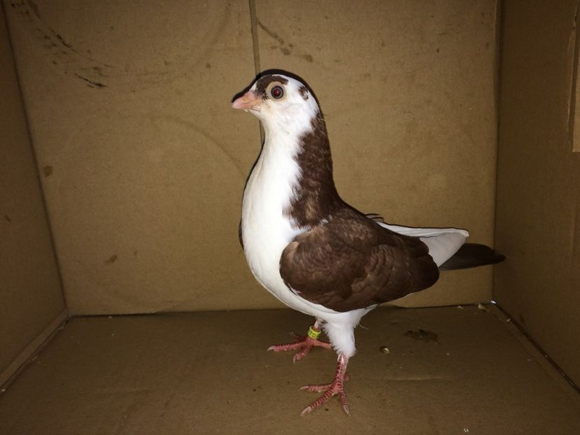 8924_1 - tineret 2017