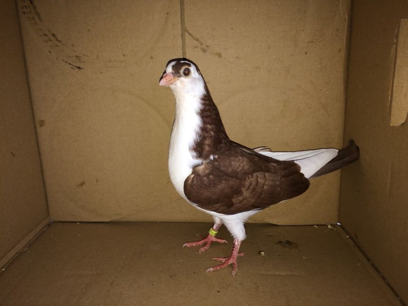 8924_3 - tineret 2017