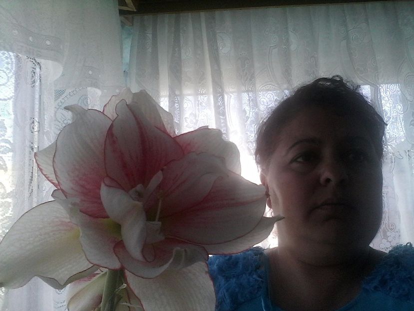 Amarillis - Florile mele