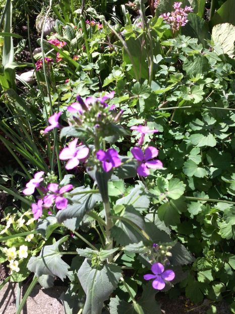  - 01-Flori din curtea mea 2017