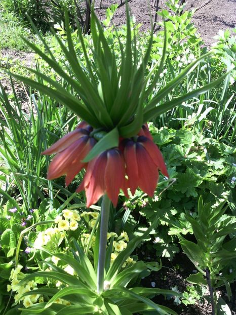  - 01-Flori din curtea mea 2017