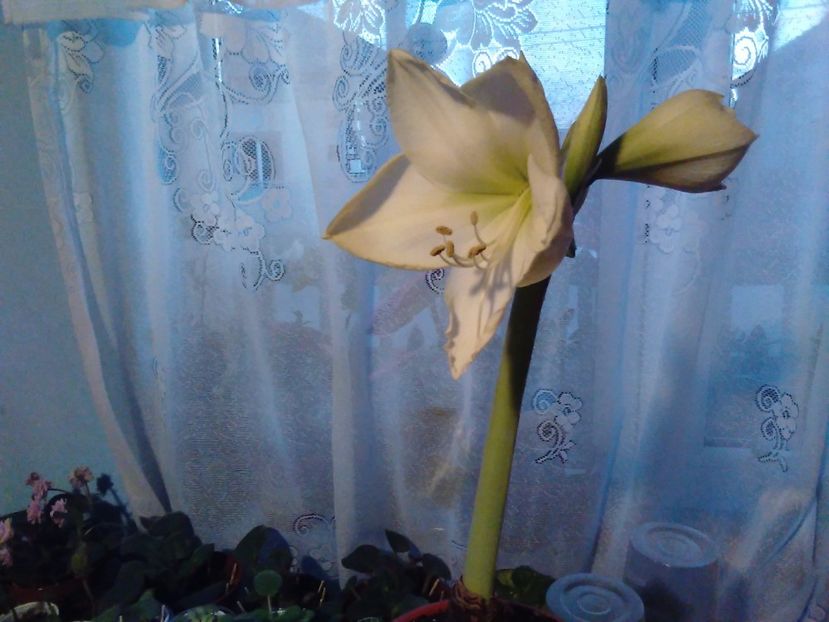Amarillis - Florile mele