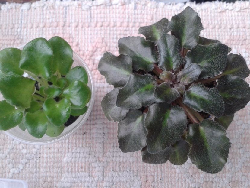 20 apr - ZZ Rob s Hopscotch