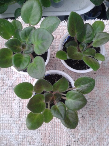 20 apr - ZZ Rob s Dust Storm