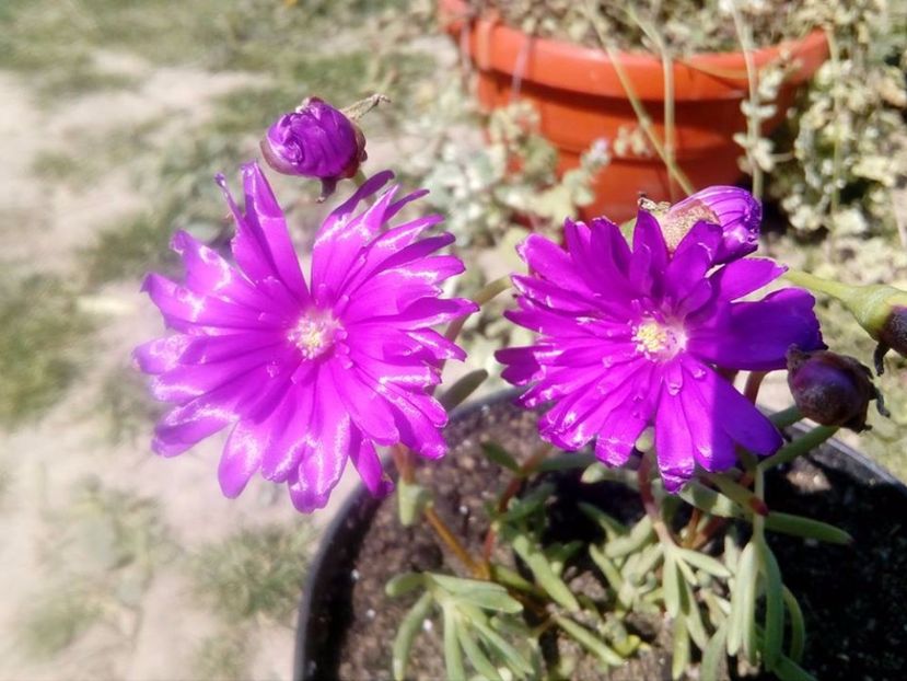 Lampranthus prefere mult soare si chiar arsita - plante de interior
