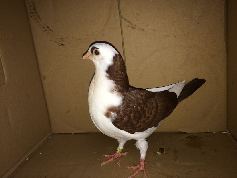 8925_1 - tineret 2017