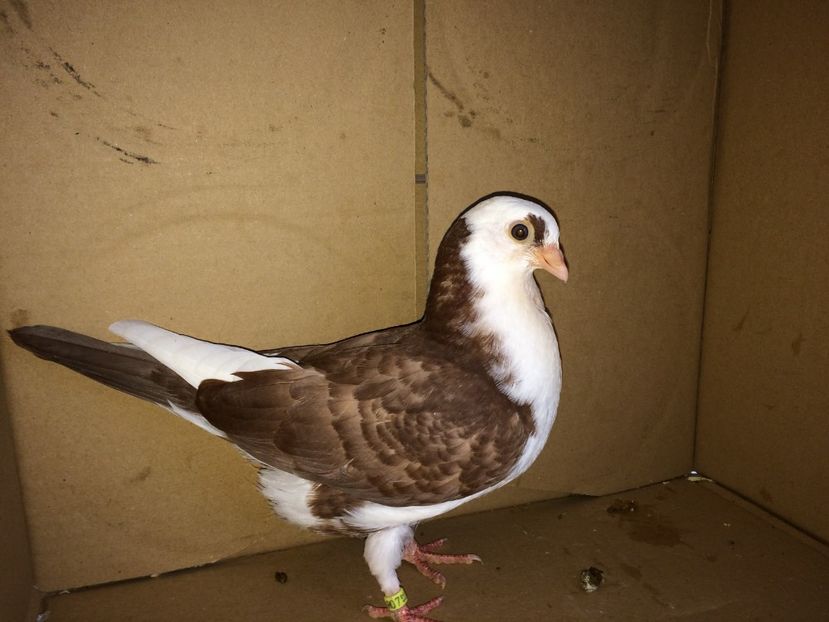 8925_3 - tineret 2017