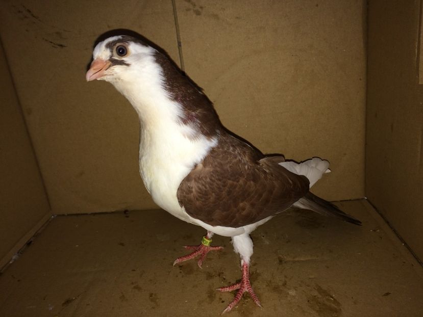 8926_1 - tineret 2017