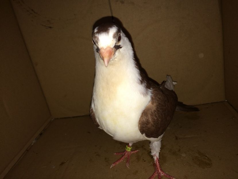 8926_2 - tineret 2017