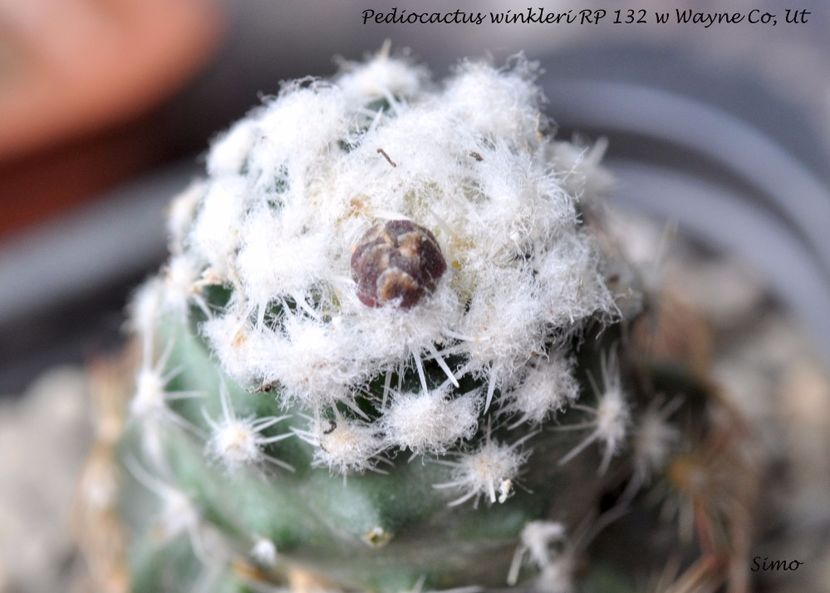 Pediocactus winkleri RP 132 w Wayne Co, Ut - Cactusi si suculente