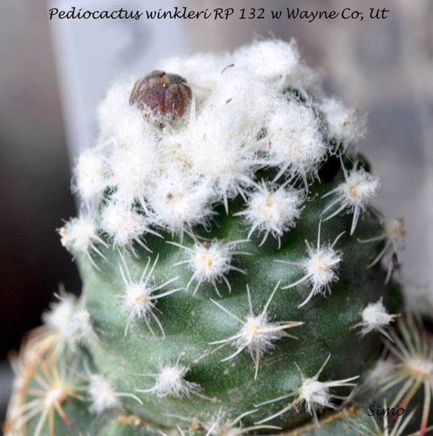Pediocactus winkleri RP 132 w Wayne Co, Ut - Cactusi si suculente