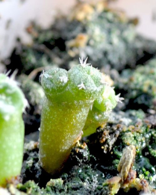 Lophophora Jourdaniana - Cactusi si suculente