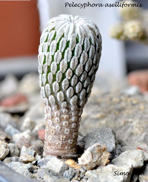 Pelecyphora aselliformis - Cactusi si suculente