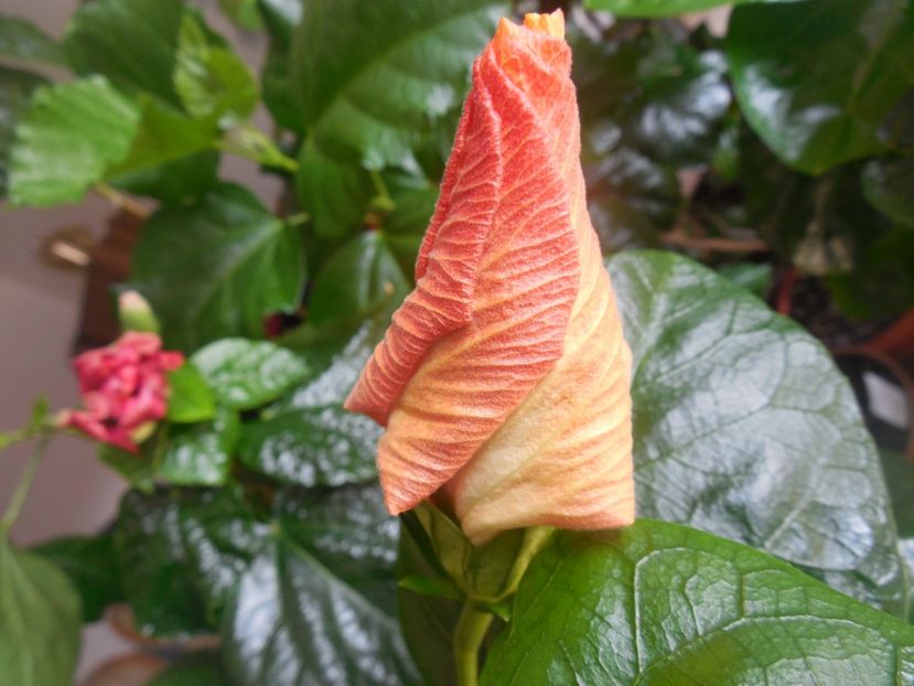  - Tahitian Purple Ripple