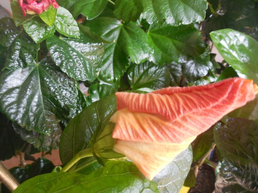  - Tahitian Purple Ripple