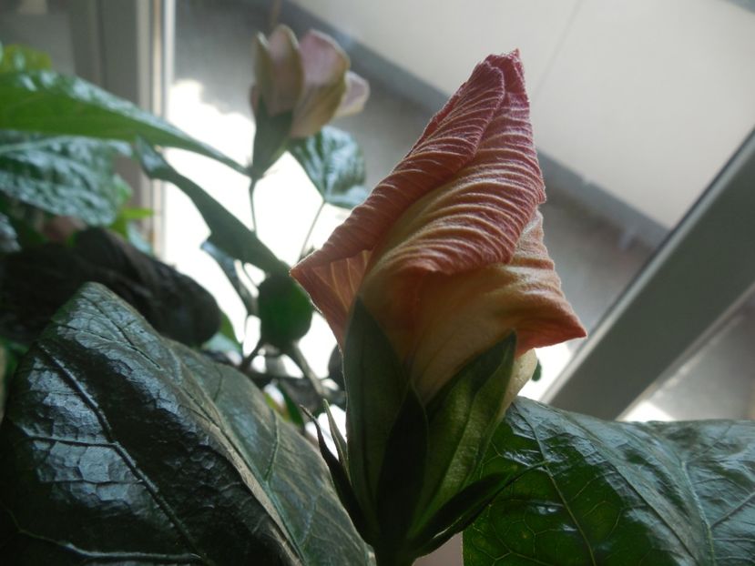  - Tahitian Purple Ripple