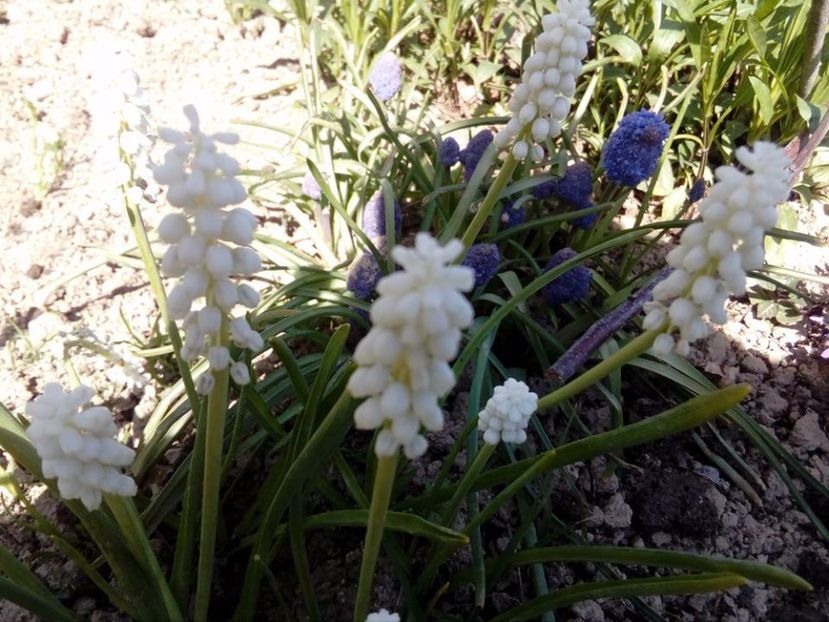 Muscari alb - plante de primavara