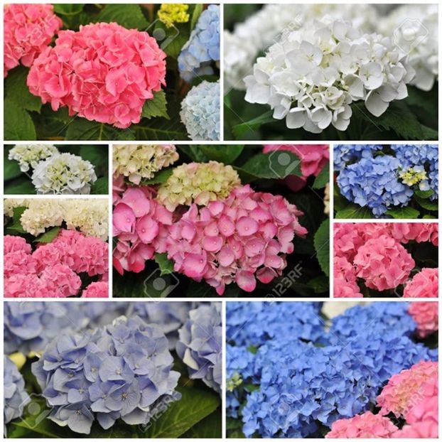 Seminte de hortensia hydrangea - ACASA-De vinzare-Flori-Arbusti-Seminte 2017