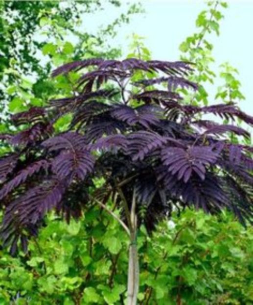 albizia chocholate - seminte diverse 2018