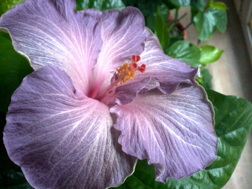 WIN_20170421_065930 - Moorea Blue Stone