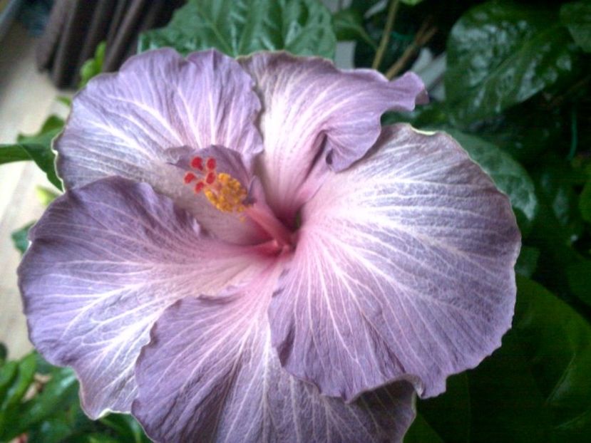 WIN_20170421_070032 - Moorea Blue Stone