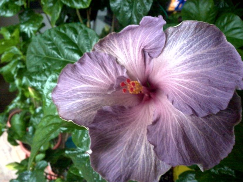 WIN_20170421_070041 - Moorea Blue Stone