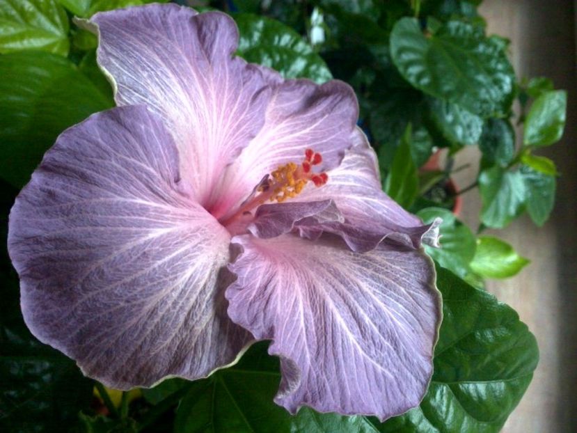 WIN_20170421_065903 - Moorea Blue Stone