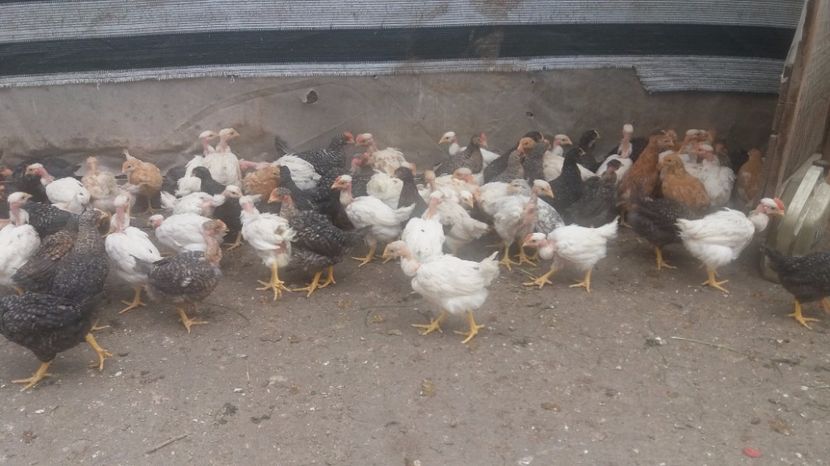 20170419_155511[1] - pui gaina 21 aprilie 2017