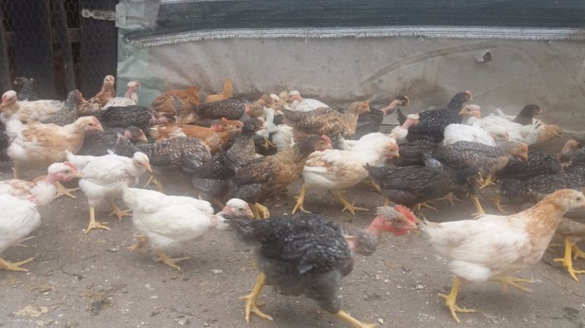 20170419_155526[1] - pui gaina 21 aprilie 2017