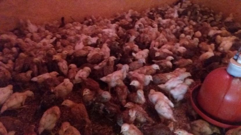 20170419_155804[1] - pui gaina 21 aprilie 2017